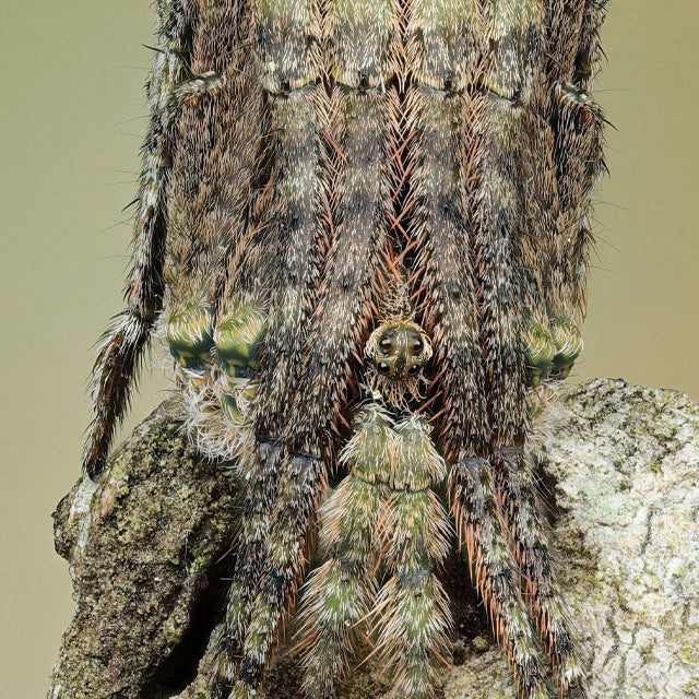 Taxa Shirt 19: Crypsis Strategies (Camo L/S)