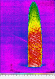 Male cycad cone heating up to pollinator-charring temps.