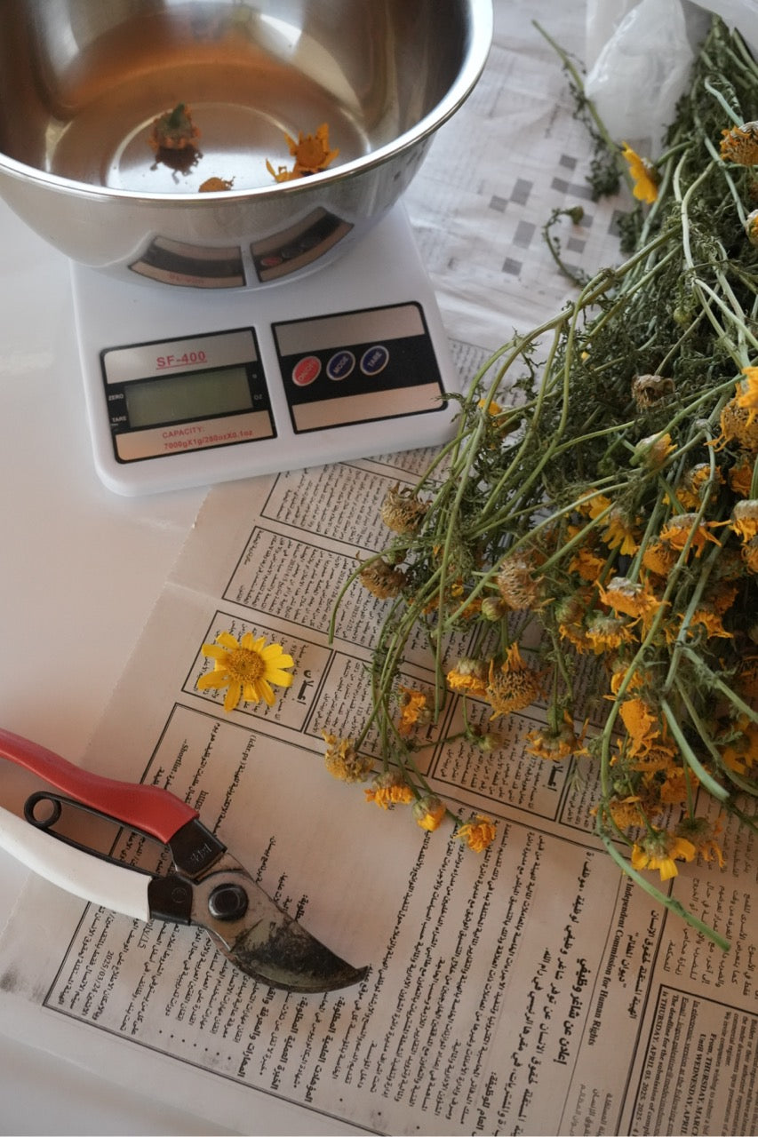 Fundraiser Shirt: Palestinian Plant Archive (White S/S)