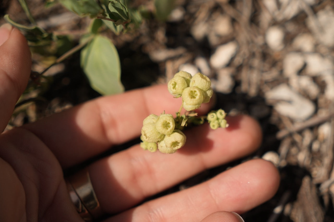 Fundraiser Shirt: Palestinian Plant Archive (White S/S)