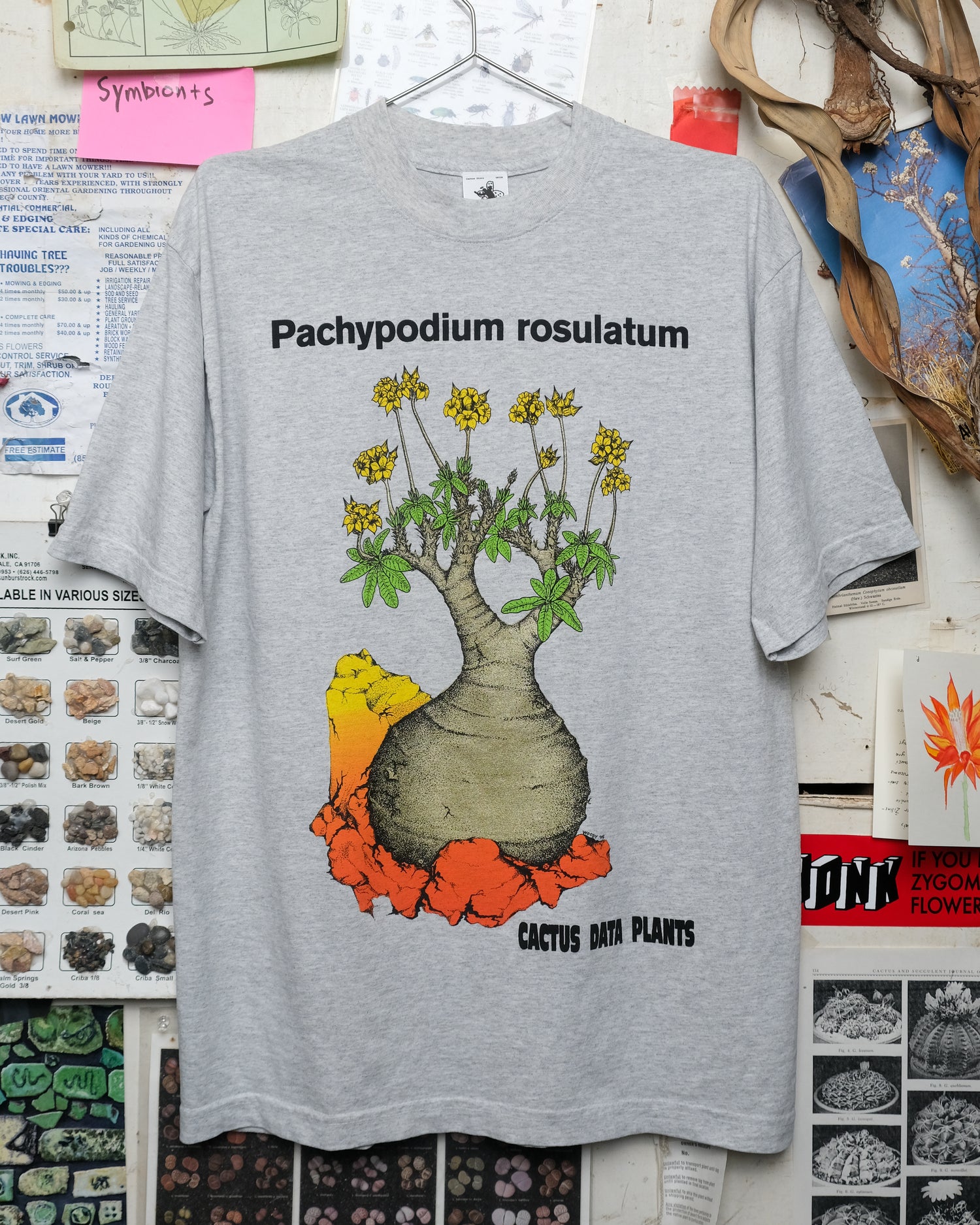 Pachypodium rosulatum (Union Tokyo)