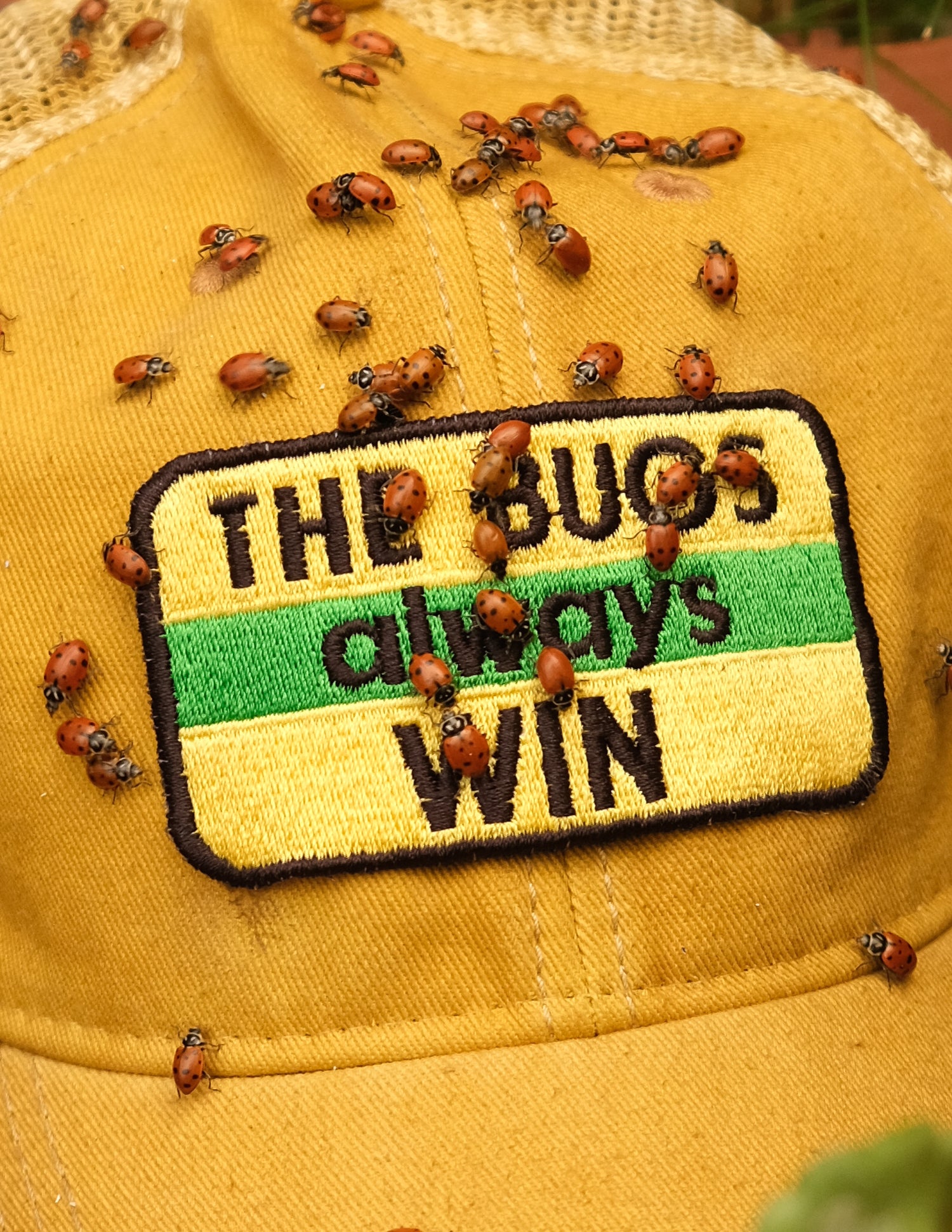 The Bugs Always Win Hat