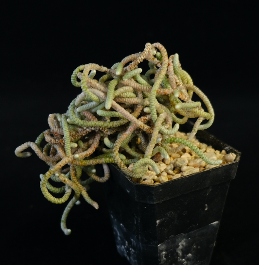 Avonia albissima specimen