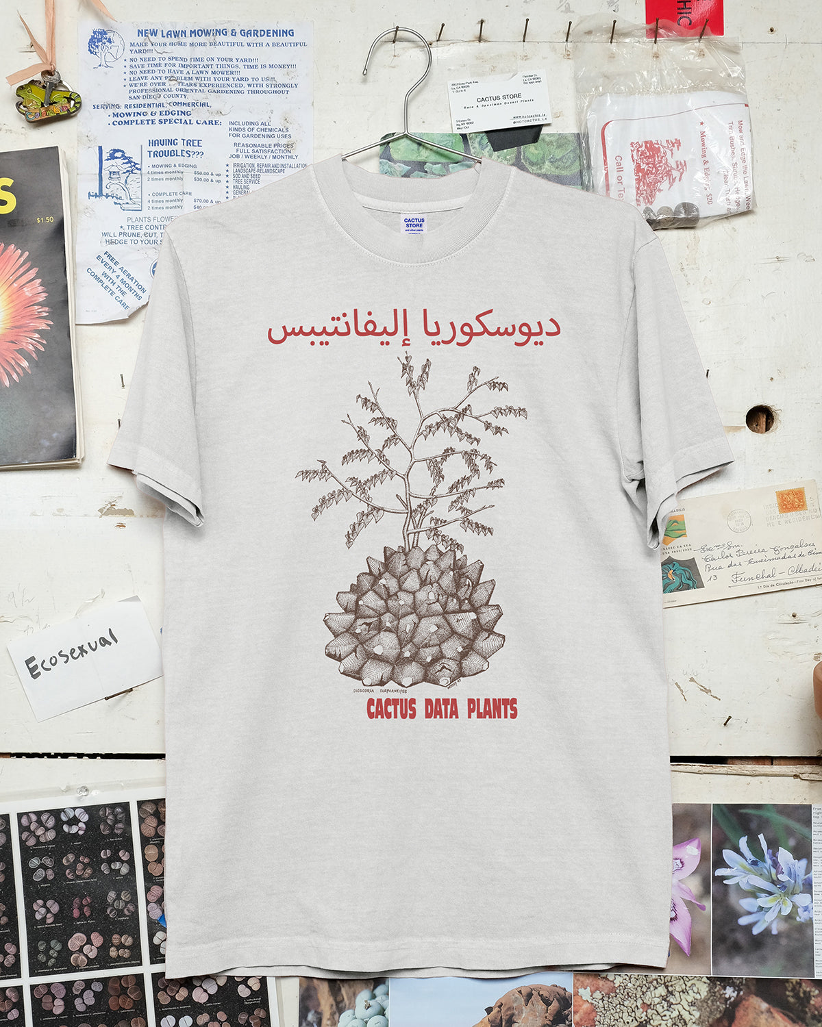 Dioscorea elephantipes – Dar es Salaam edition (Cement)