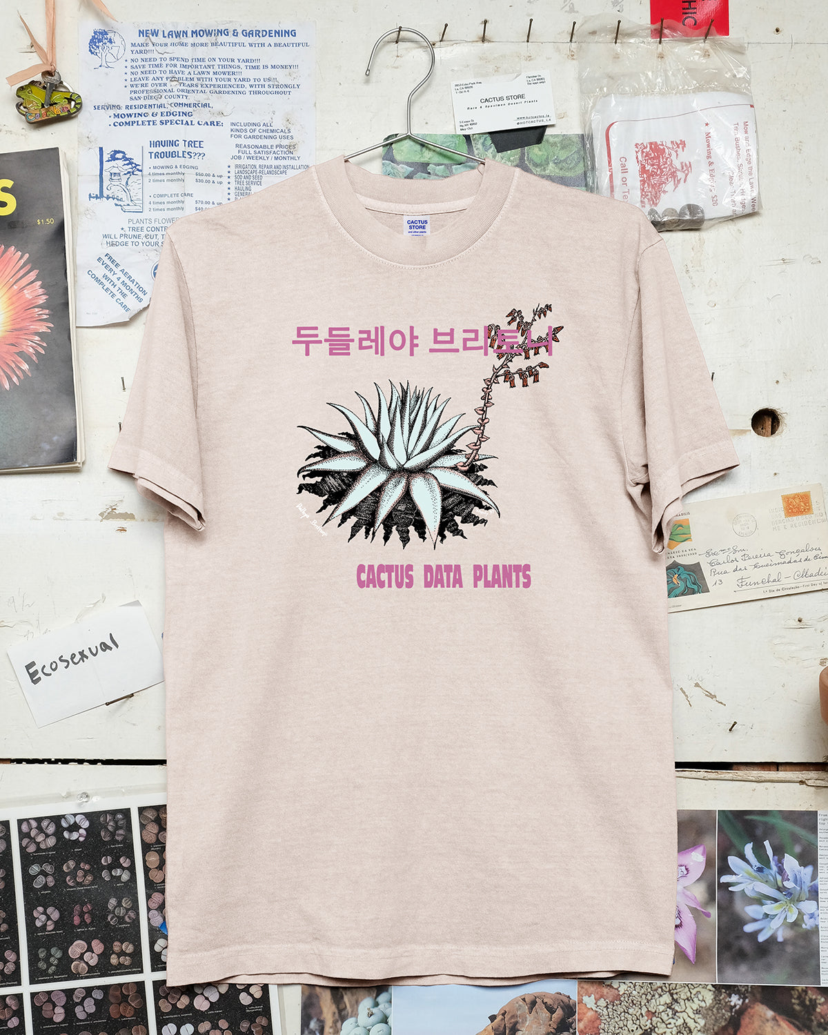 Dudleya brittonii – Seoul edition (Light Pink)