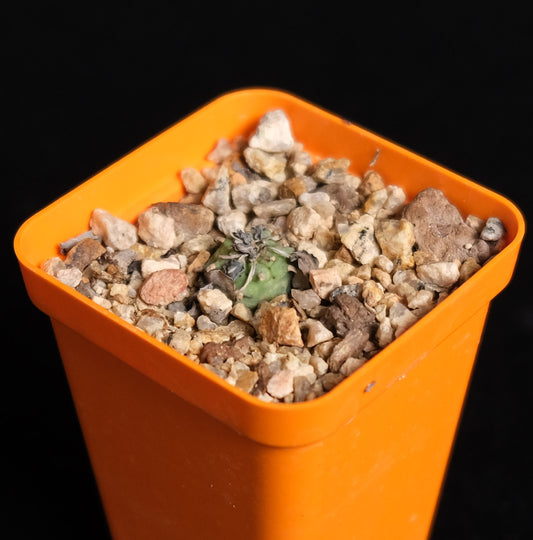 Euphorbia globulicaulis