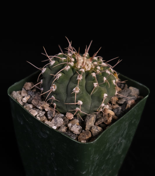 Gymnocalycium vatteri