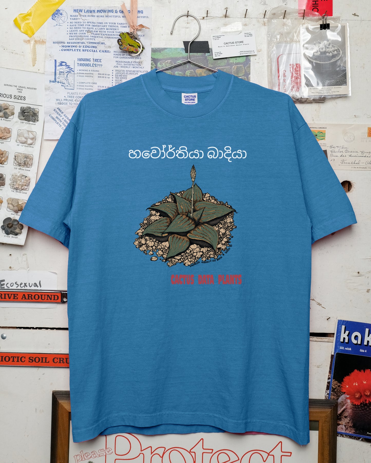 Haworthia mirabilis – Colombo Edition (Smurf Blue)