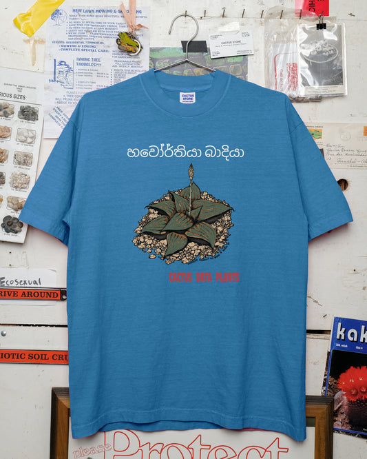 Haworthia mirabilis – Colombo Edition (Smurf Blue)