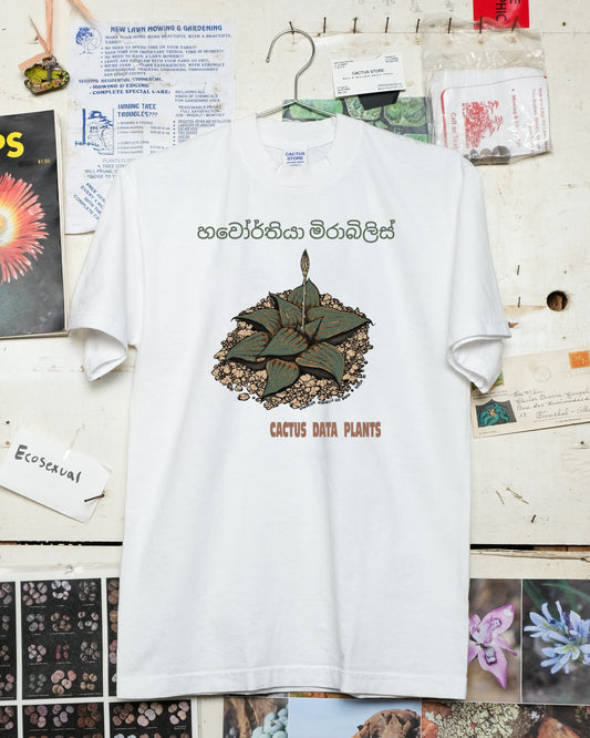 Haworthia mirabilis – Colombo Edition (White)