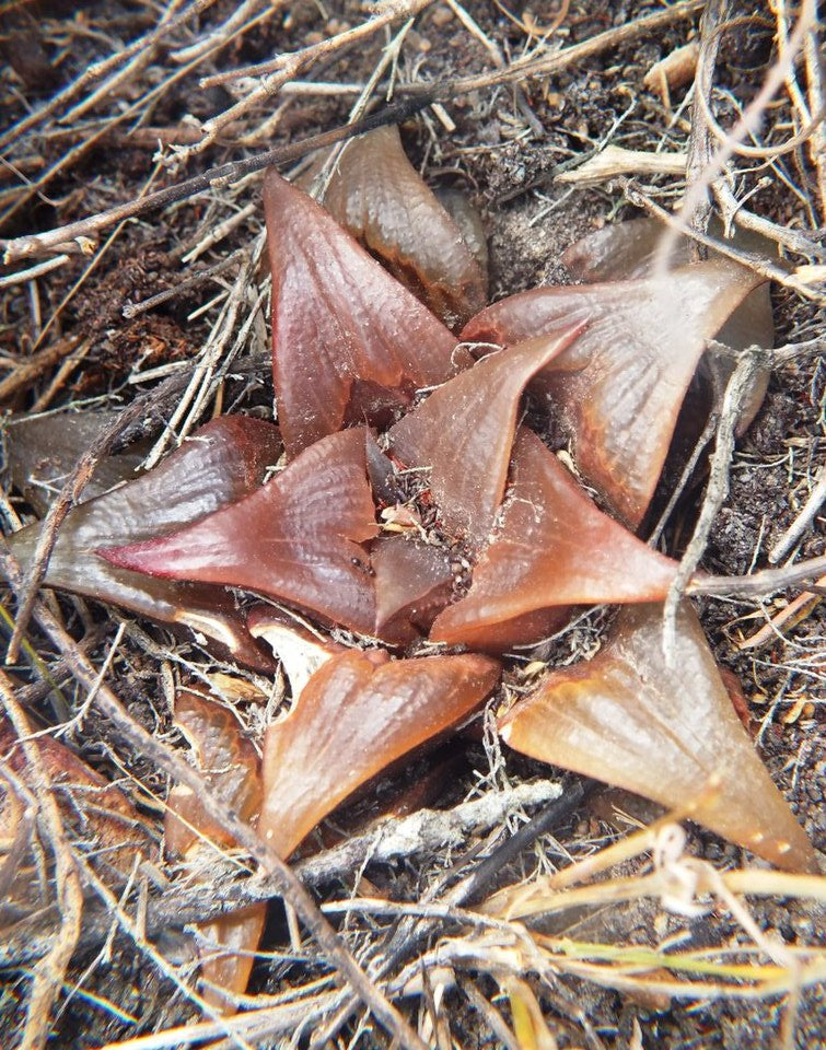 Haworthia mirabilis – Colombo Edition (Smurf Blue)
