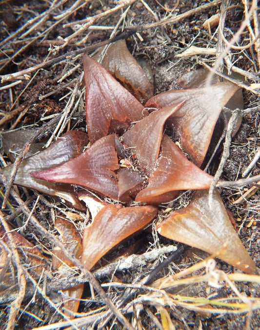 Haworthia mirabilis – Colombo Edition (Smurf Blue)
