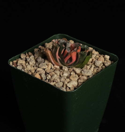 Haworthia truncata variegated