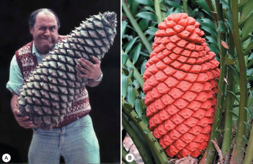 A. The mature cone of Lepidozamia peroffskyana held by Dr. Andrew Vovides. B. Female cone of Encephalartos xerox.