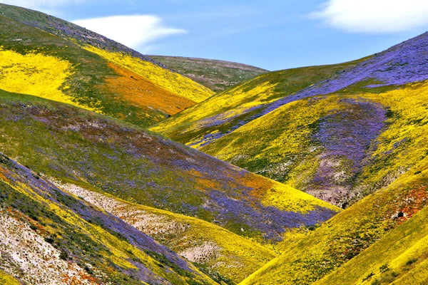 Superbloom 2023 💚 Theodore Payne Foundation