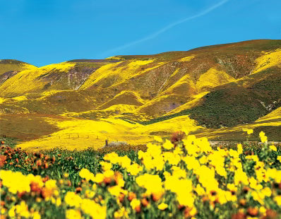 Superbloom 2023 💚 Theodore Payne Foundation