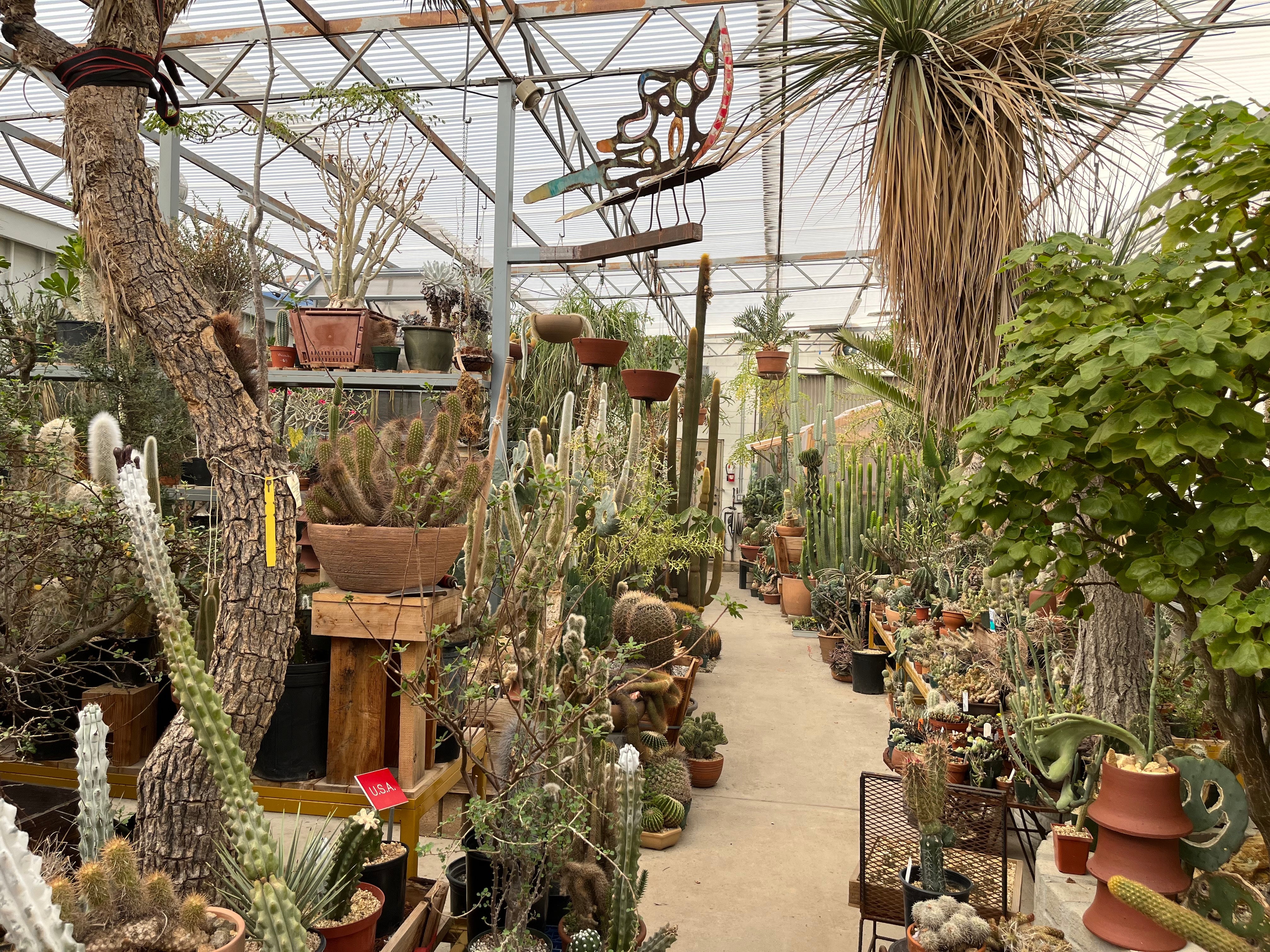 Stores – Cactaceae Storeiencius