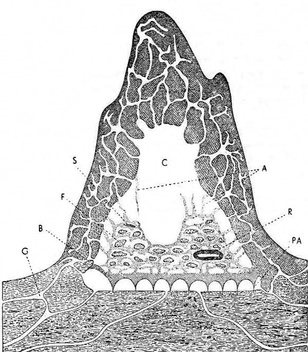 Cross section of Macrotermes natalensis mound showing air vents.