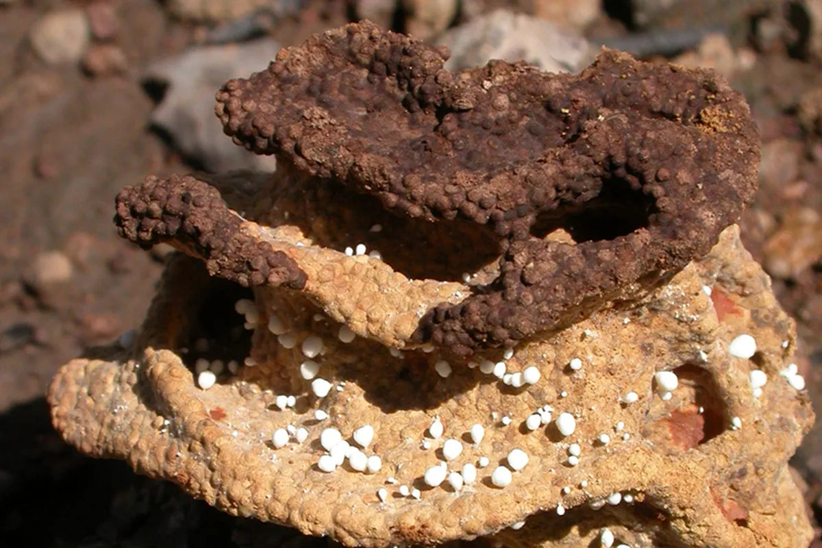 Detail of a termite fungus garden. Termites have been farming fungus for 25 million years!