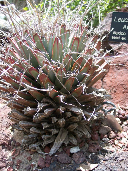 Leuchtenbergia principis – Ahmedabad Edition (Black)