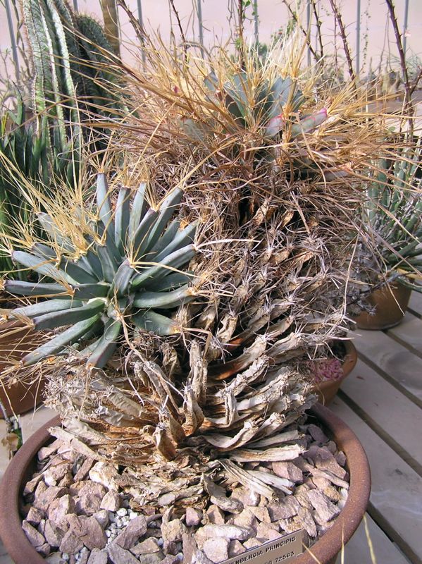 Leuchtenbergia principis – Ahmedabad Edition (Brass)