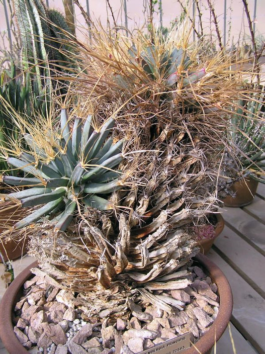 Leuchtenbergia principis – Ahmedabad Edition (Brass)