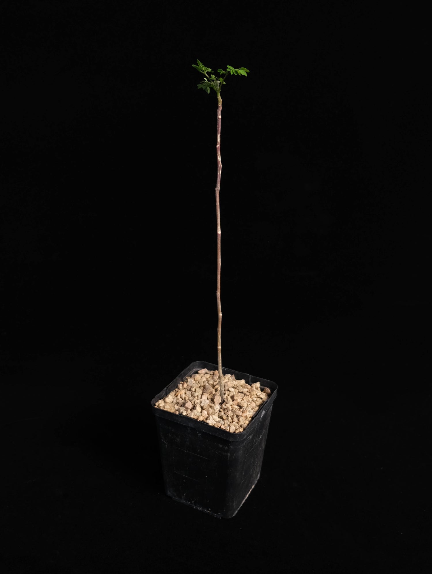 moringa plant in pot Moringa Oleifera – Cactaceae Storeiencius
