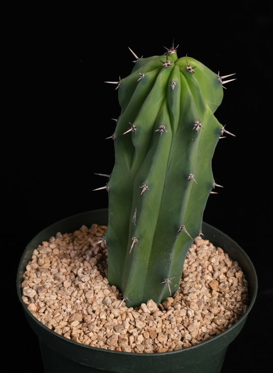 Myrtillocactus geometrizans cistata