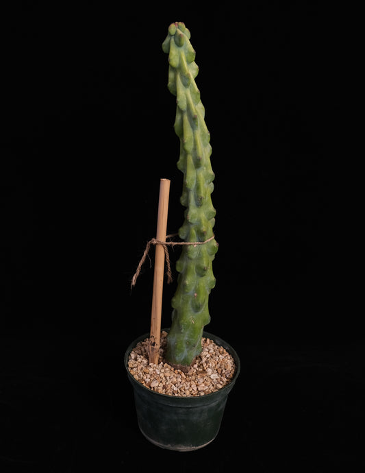 Myrtillocactus cv. fukurokuryuzinboku "boob cactus"