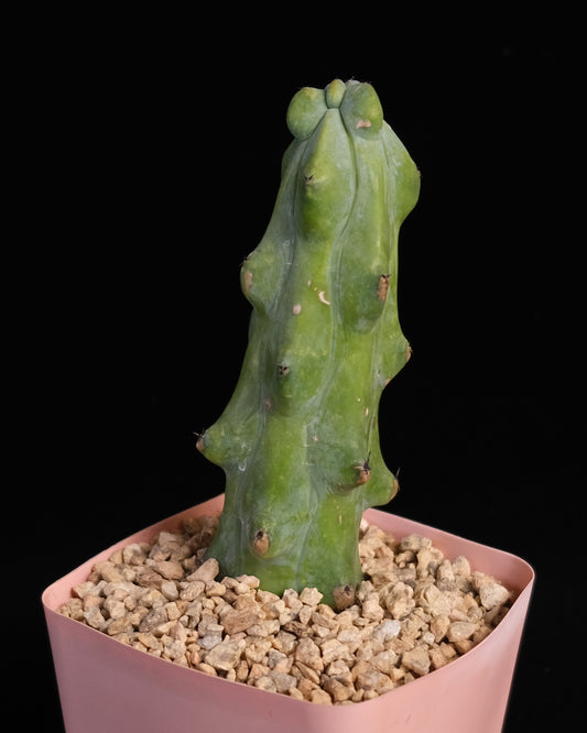Myrtillocactus cv. fukurokuryuzinboku "boob cactus"