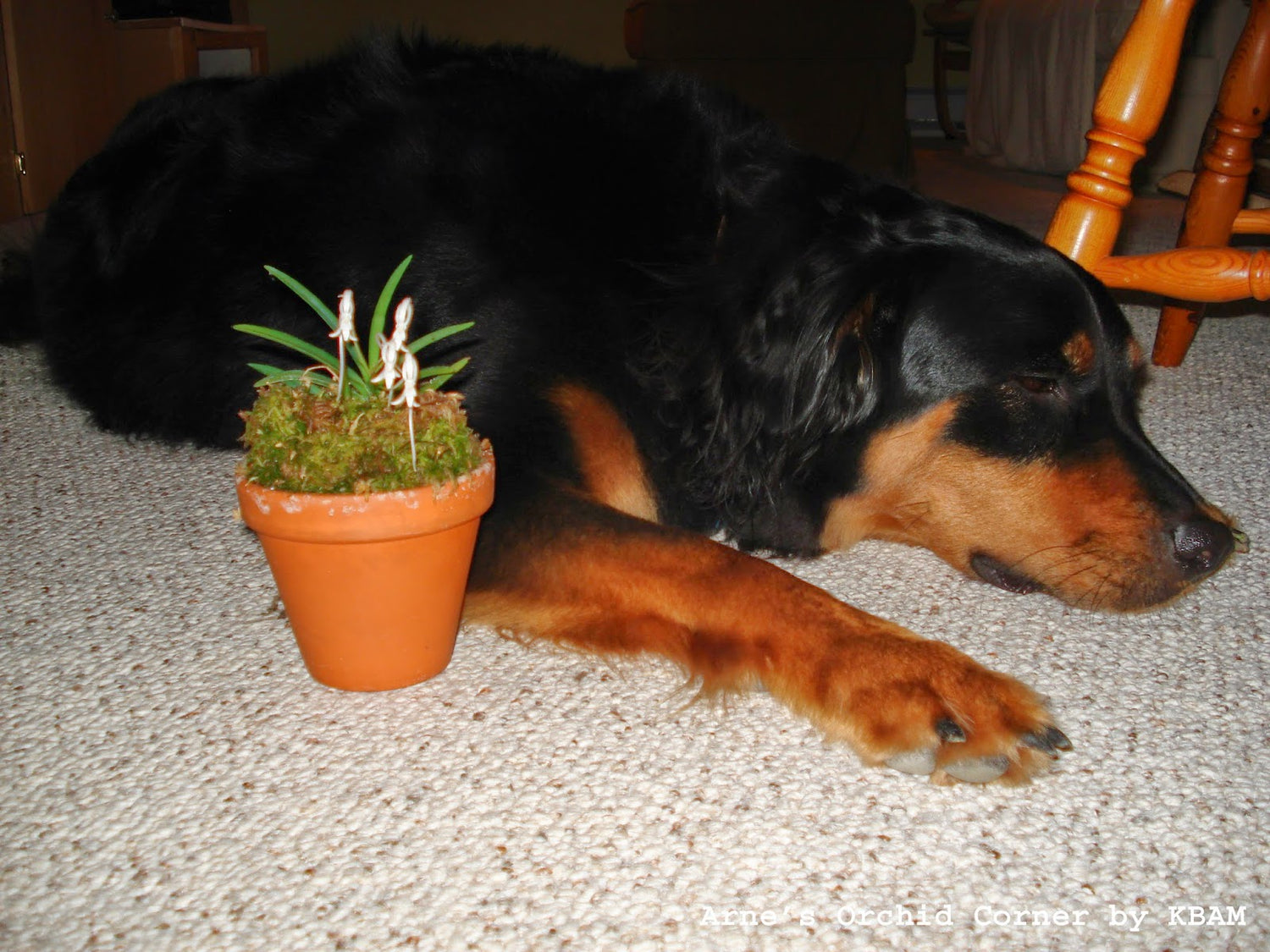 Neofenitia falcata (white)