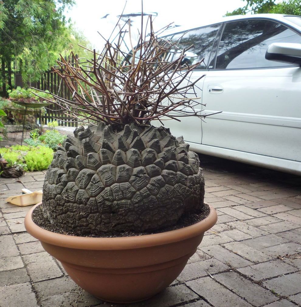 Dioscorea elephantipes – Dar es Salaam edition (Black)