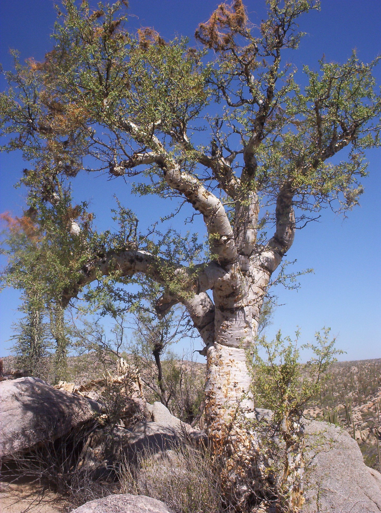 Pachycormus discolor – Minsk Edition (Heather)