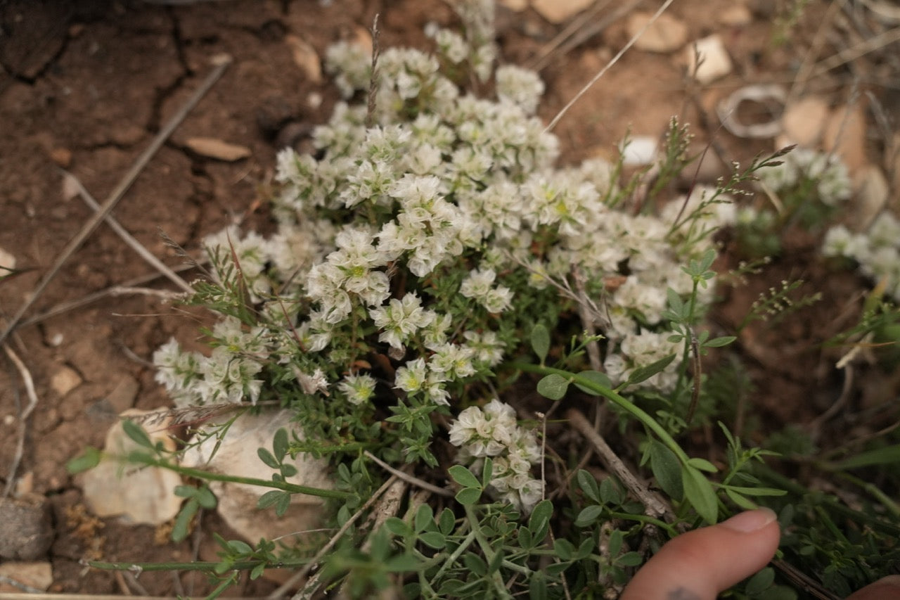 Fundraiser Shirt: Palestinian Plant Archive (White S/S)