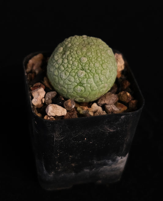 Pseudolithos migiurtinus