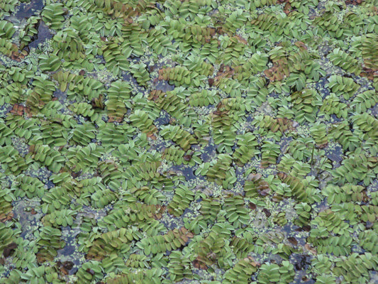 Jimroy's Exotics (Black)