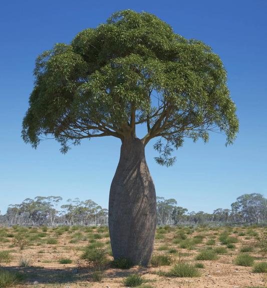 Brachychiton rupestris