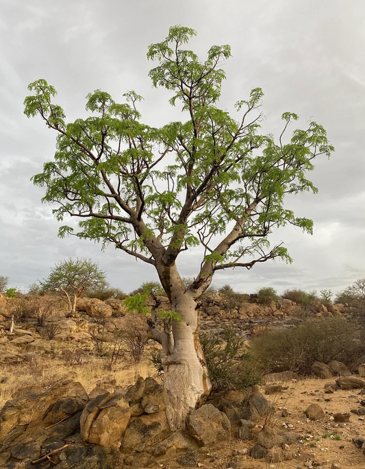 Moringa Oleifera