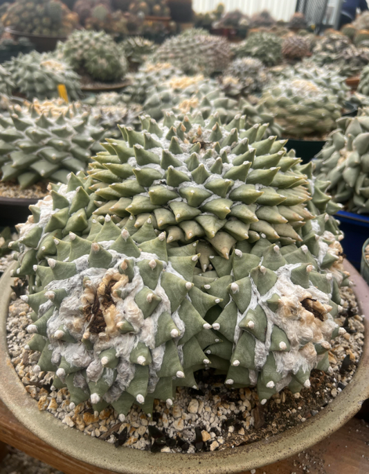 Ariocarpus retusus specimen 2