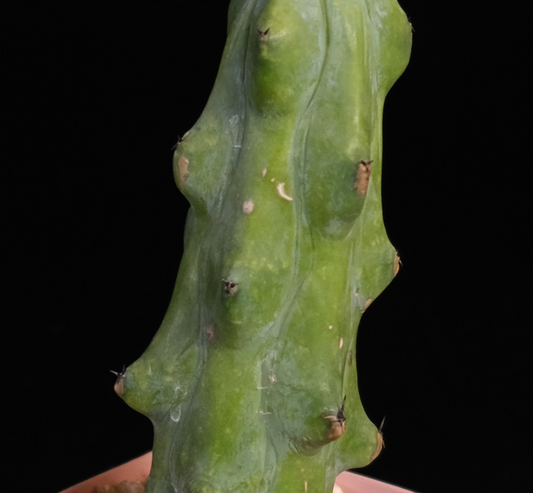 Myrtillocactus cv. fukurokuryuzinboku "boob cactus"