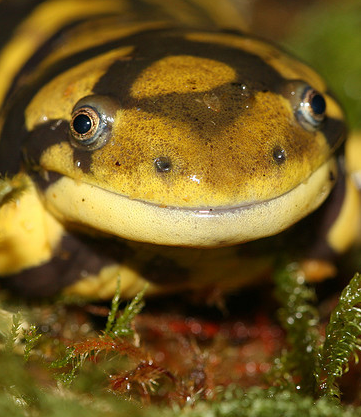 Find Nonhuman Teachers: Salamanders