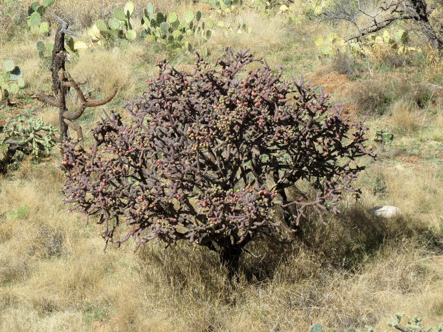 I GRABBED IN 86' (Cream S/S)