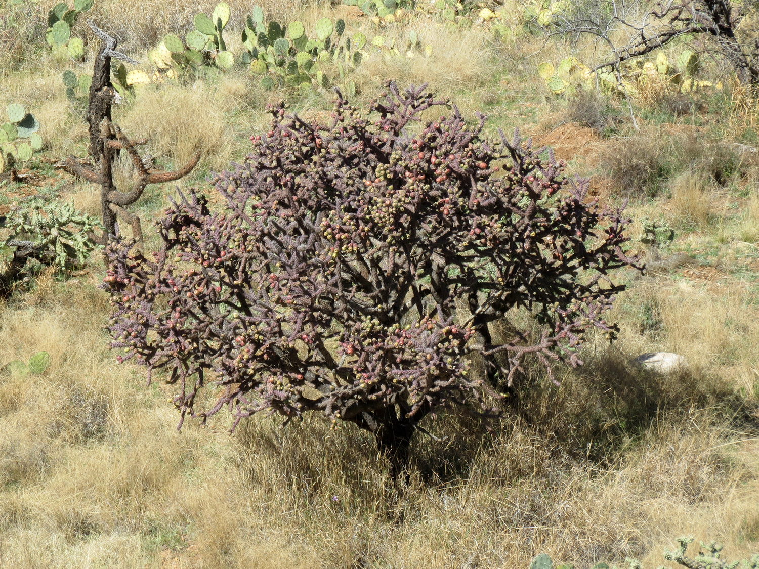 I GRABBED IN 86' (Cream S/S)