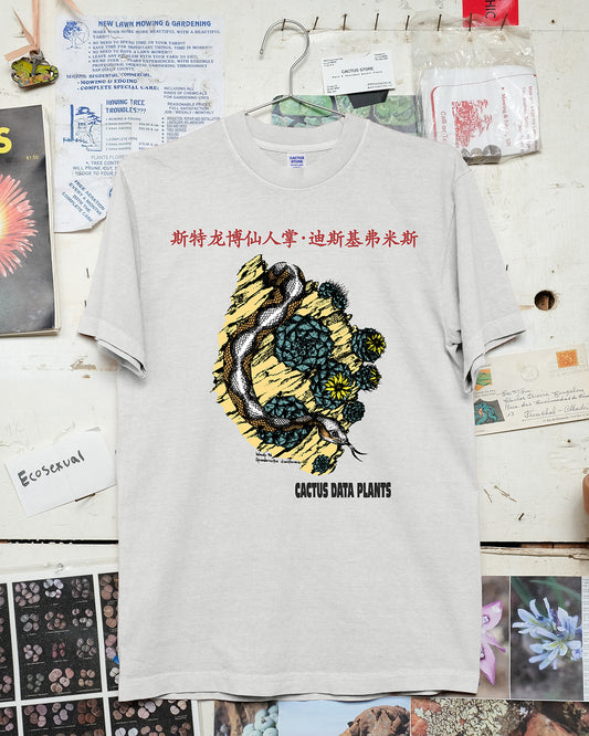 Strombocactus disciformis – Shenzhen Edition (Cement)