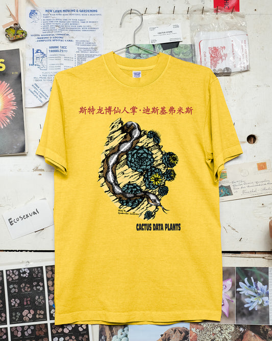 Strombocactus disciformis – Shenzhen Edition (Canary)