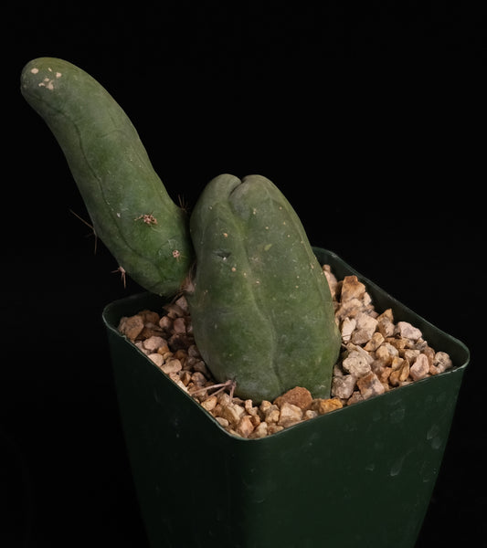Trichocereus bridgesii monstrose