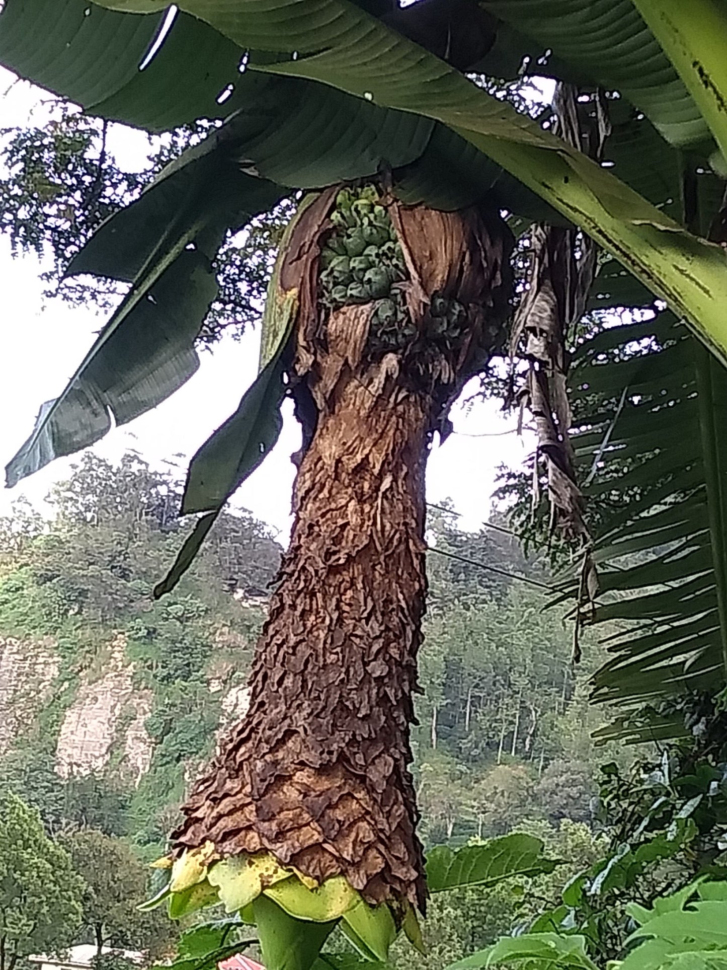 Bananas of Borneo