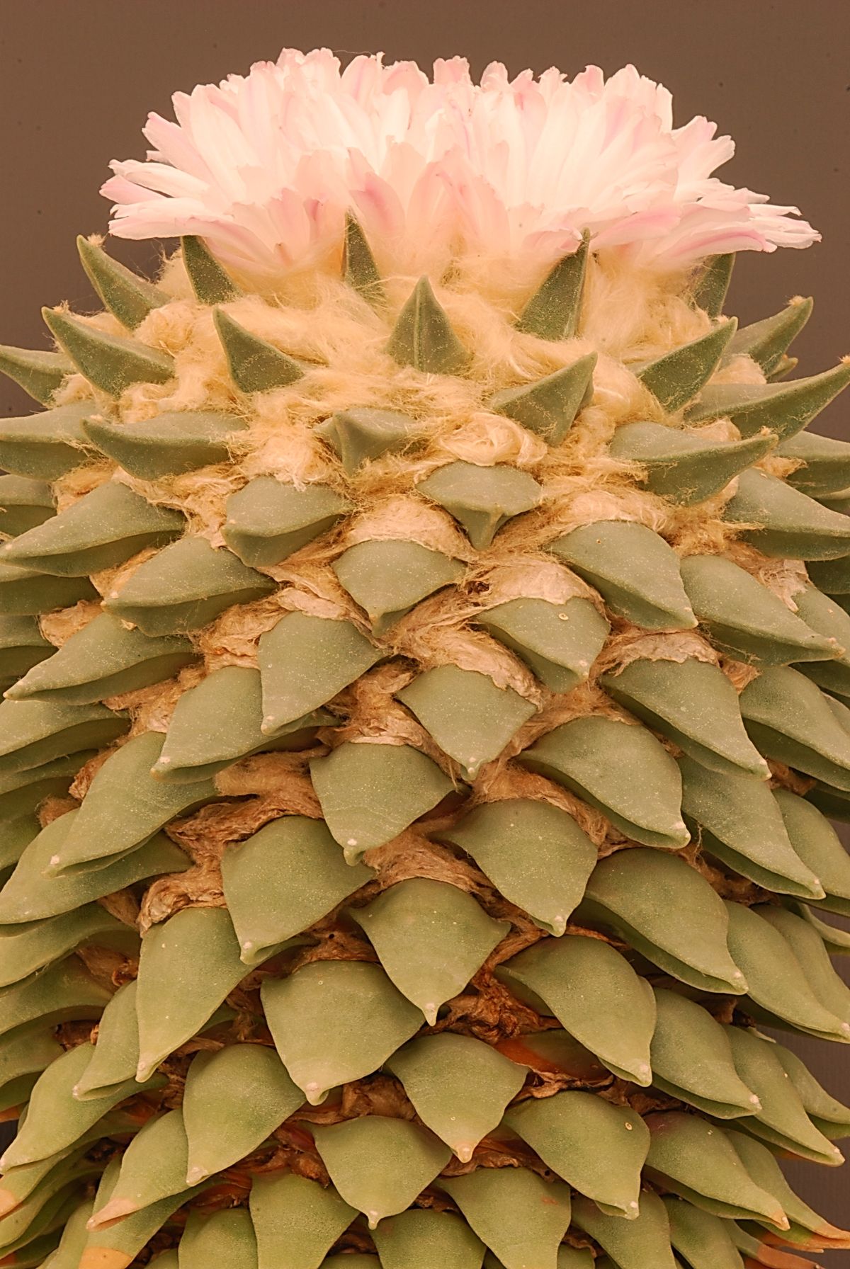 Ariocarpus retusus - Bangkok Edition (Ruby)