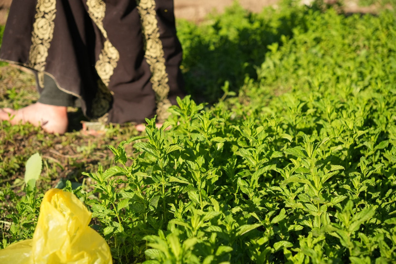 Fundraiser Shirt: Palestinian Plant Archive (White S/S)