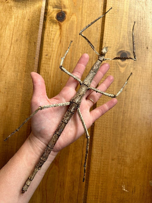 Lost Stick Bug (Black)